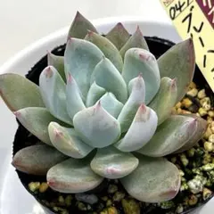 2026年最新】ミックスベリアの人気アイテム - メルカリ