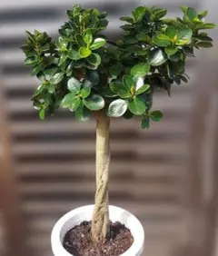 2026年最新】コパンダガジュマルの人気アイテム - メルカリ