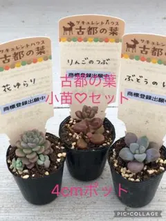 2026年最新】りんごのつぶ多肉植物の人気アイテム - メルカリ