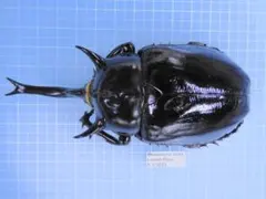 標本イイジマゾウカブトWD イイジマゾウカブト♂115mm 飛翔標本 | オオクワ京都昆虫館