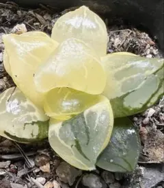 多肉植物　ハオルチア　ムチカ錦　変異系　巨大窓　　糊斑のサムネイル