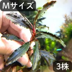 2026年最新】ブセファランドラの人気アイテム - メルカリ