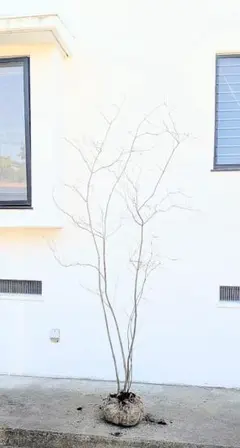 2026年最新】山採り ツツジの人気アイテム - メルカリ