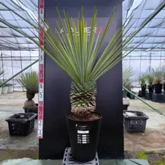 2025年最新】ユッカ リギダの人気アイテム - メルカリ