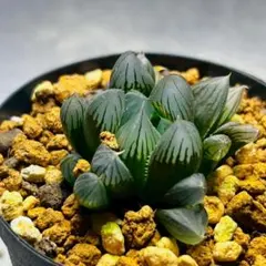 2025年最新】オブツーサ ブラックの人気アイテム - メルカリ