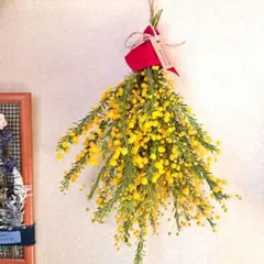 Xmas時期に咲く、希少ミモザドライスワッグ 36cm