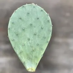 2026年最新】団扇サボテンの人気アイテム - メルカリ