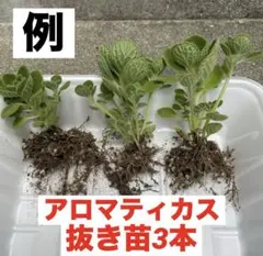 アロマティカス　多肉植物　抜き苗　3本のサムネイル