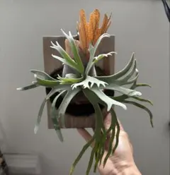 ビカクシダ bacteria sp ビカクシダ bacteria sporeling 青