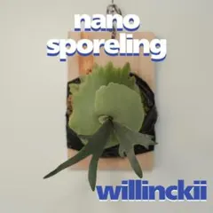 ビカクシダ willinckii nano ウィリンキー ドワーフ 板付 N-9 - メルカリ