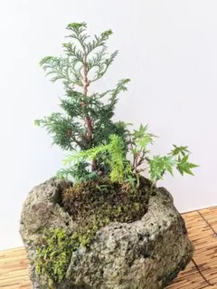 山*己様 手のひらサイズ 、小品石化檜極太盆栽 - メルカリ
