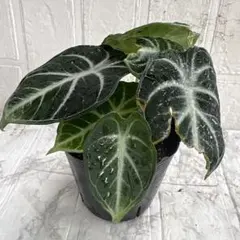 アロカシア ワトソニアナ ライトニング♡希少なアロカシア 観葉植物