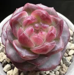 u*i様 No.e208新入荷　紅熊獅　エケベリア　多肉植物　撮影12月8日
