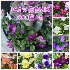 ビオラ　種　花色MIX 300粒＋αのサムネイル