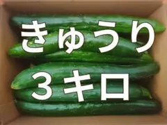きゅうり☆胡瓜☆３キロ☆長崎県産