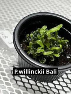 ビカクシダ P.willinckii wild 龍巻 前葉体 - メルカリ