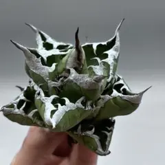 龍門】アガベ 特選 多肉植物 ホリダ 極上強刺 精品株 - メルカリ