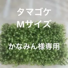 かなみん様専用　タマゴケ　Mサイズ②