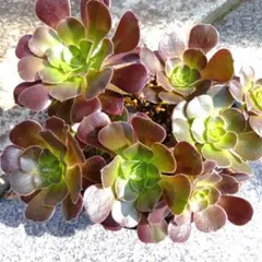 多肉植物 ボルケリ1 アエオニウム 傷汚れあり ポット発送 - メルカリ