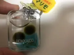 まりも　キーホルダー　北海道限定