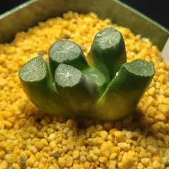 ア*ー様 多肉植物　ハオルチア 狐火　アーク　実生　349のサムネイル