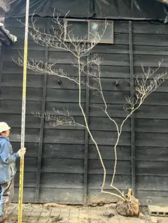 2026年最新】山採りの人気アイテム - メルカリ