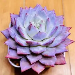 多肉植物 ☘️ブルーバード☘️韓国苗育成 抜き苗 c29