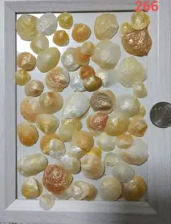 ナミマガシワ貝　約70枚　No.266