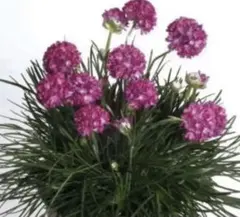 ぱん吉様 リクエスト 3点 まとめ商品