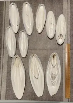 カトルボーン10個セット 約12cm〜25cmのサムネイル