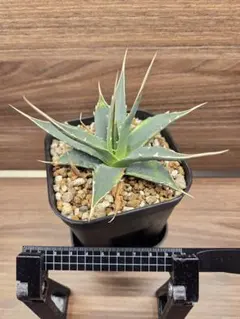 2026年最新】 アガベ ユタエンシス エボリスピナの人気アイテム - メルカリ