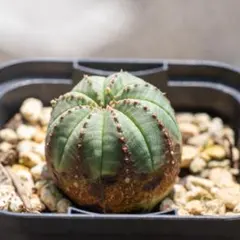 ベル Vクラス様 リクエスト 2点 まとめ商品