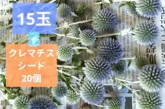 ルリタマアザミ　瑠璃玉アザミ　15玉 クレマチスシード　20個のサムネイル
