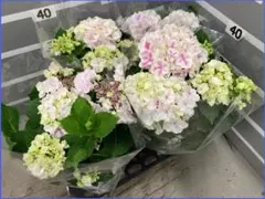 ☆ハイドランジア☆アジサイ☆寿☆4号鉢☆希少☆再入荷 - メルカリ