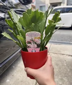 福太郎様 リクエスト 2点 まとめ商品