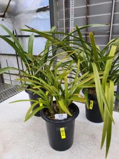 なめこふ様専用