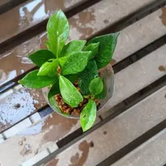 くちなし八重咲き抜き苗のサムネイル