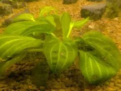 【保湿無しクール便】熊笹　300枚以上　かいしき　動物のおやつ 保湿無しクール便】熊笹 300枚以上 かいしき 動物のおやつ - メルカリ