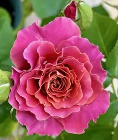 2025年最新】上海ガール バラ苗の人気アイテム - メルカリ