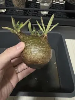 2026年最新】ベアルート グラキリスの人気アイテム - メルカリ