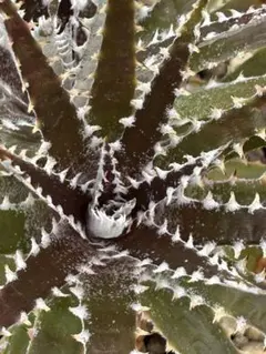 大量群生 子株付き DBディッキア Dyckia ML hybrid #228 - メルカリ