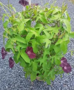 朝顔の種　あずき色　２０粒　２０２５年９月採れたて　花の種　花の苗　日本朝顔のサムネイル