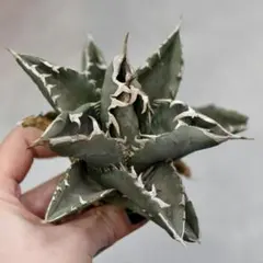 2026年最新】緑犀牛の人気アイテム - メルカリ