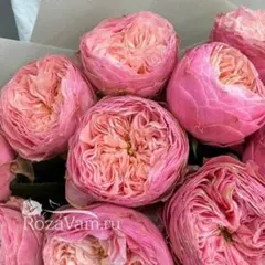 レア薔薇　切り花品の枝