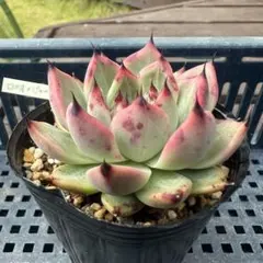 オリジナル実生　ロメオ×ジャッカル　実生　実生苗　多肉植物のサムネイル