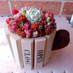 ❤️多肉植物❤️そのまま飾れる寄せ植え❤️カップ寄せ植え❤️