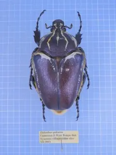 2026年最新】ハナムグリ標本の人気アイテム - メルカリ
