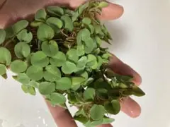 みーみー@まとめ買い依頼で10%割引様 リクエスト 2点 まとめ商品