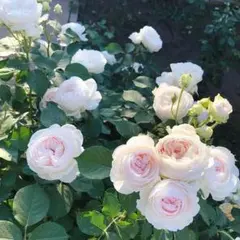 lingling様 リクエスト 2点 まとめ商品