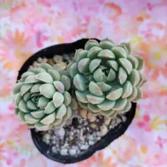 ゆぅ様 リクエスト 3点 まとめ商品